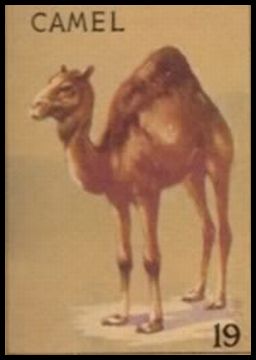 19 Camel